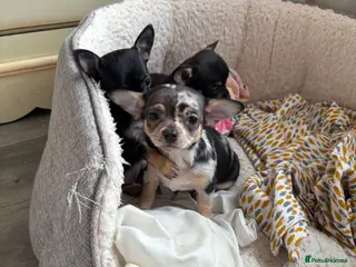 Chihuahua dogs Male Merle Chihuahua 7 weeks old - Advert 4