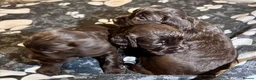 Cocker Spaniel dogs for sale: Cocker Spaniel Puppies - Advert 12