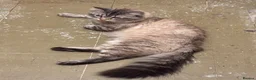 Maine Coon cats for sale: Large Adult Male Cat Half Maine Coon/Mixed Breed in Southend-on-Sea - Advert 13