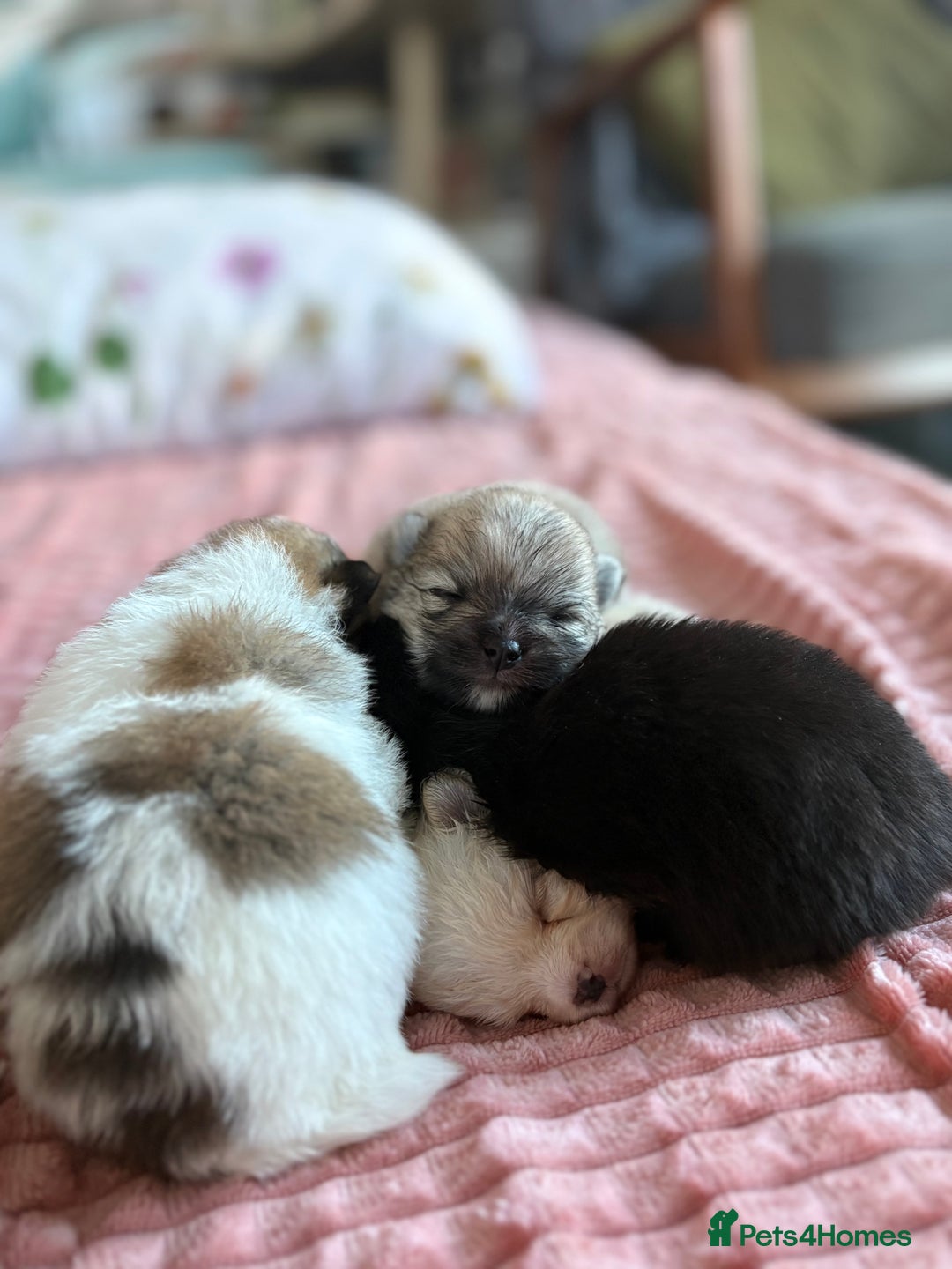 Pomeranian dogs for sale: Beautifu Litter- Russian/Chi Tien Pomeranian Pups - Advert 4