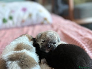 Pomeranian dogs - Advert 9