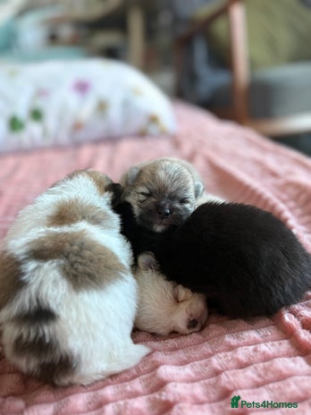 Pomeranian dogs - Advert 8