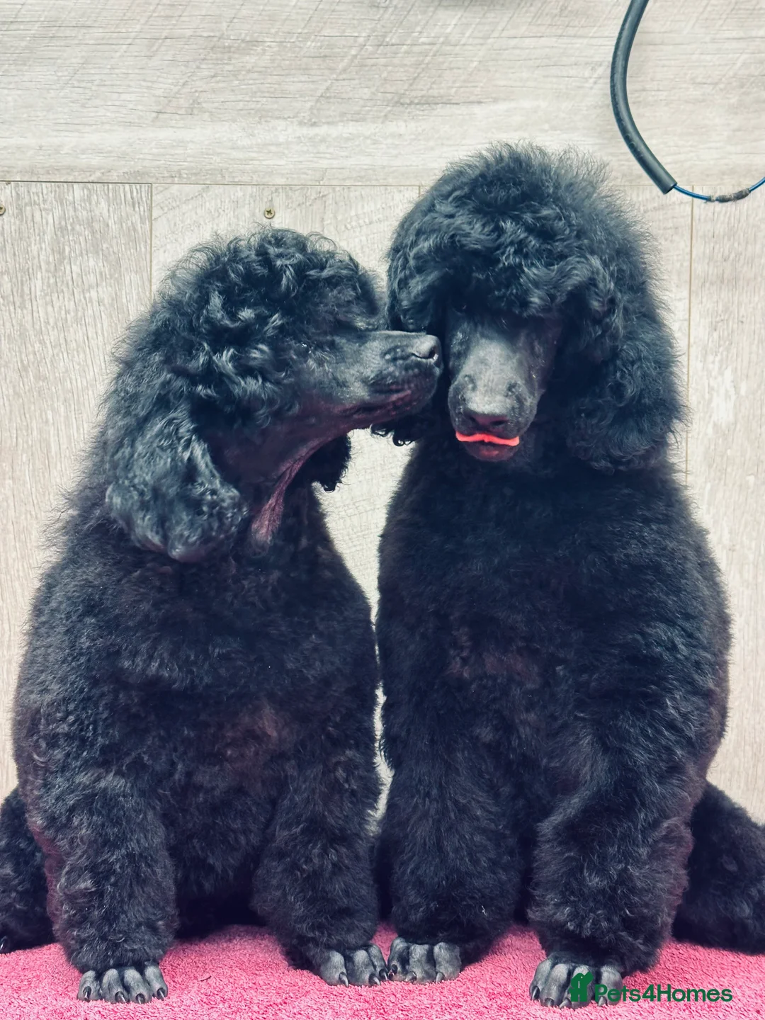 Miniature Poodle dogs for sale: Boys,Boys,Boys! Stunning Miniature Poodle Puppies - Advert 2