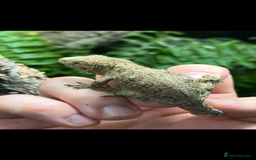 Gecko reptiles for sale: 2 Baby Leachianus Geckos - Image 8
