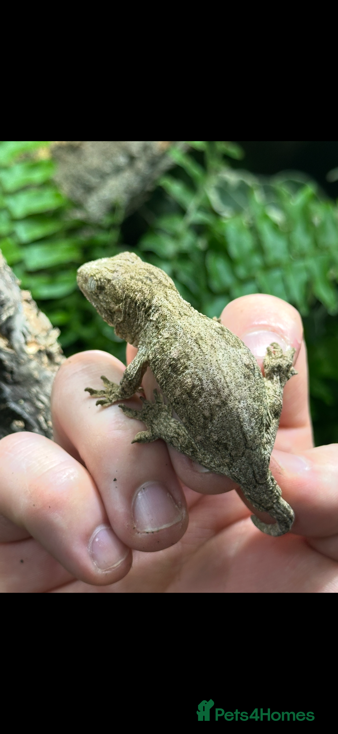 Gecko reptiles for sale: 2 Baby Leachianus Geckos - Image 8