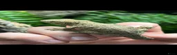 Gecko reptiles for sale: 2 Juvenile Leachianus Geckos - Advert 8