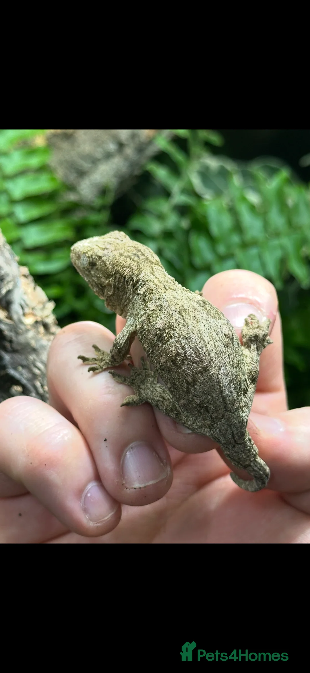 Gecko reptiles for sale: 2 Juvenile Leachianus Geckos - Advert 8