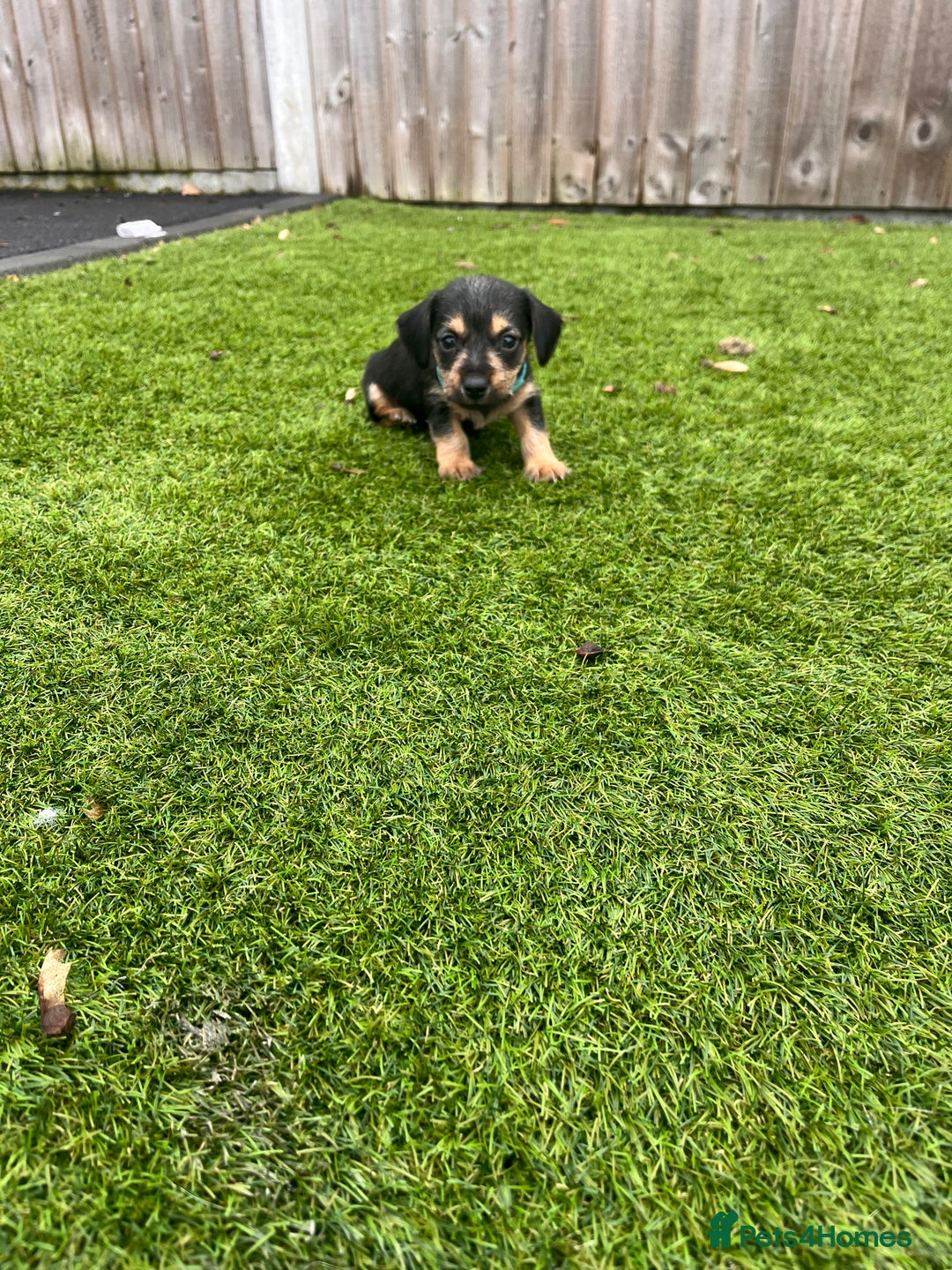 Mixed Breed dogs for sale: 5 beautiful jackshund puppies for sale - Advert 29