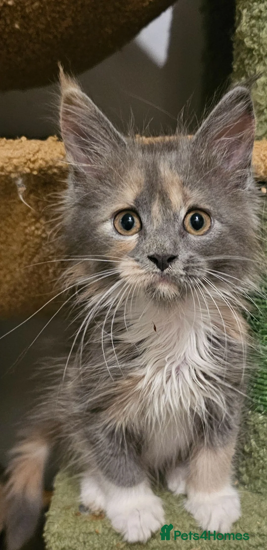 Maine Coon cats for sale: Tica Reg Maine coon kittens  in Truro - Advert 26