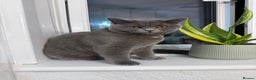 British Shorthair cats for sale: Beautiful British shorthair blue cat  - Advert 6