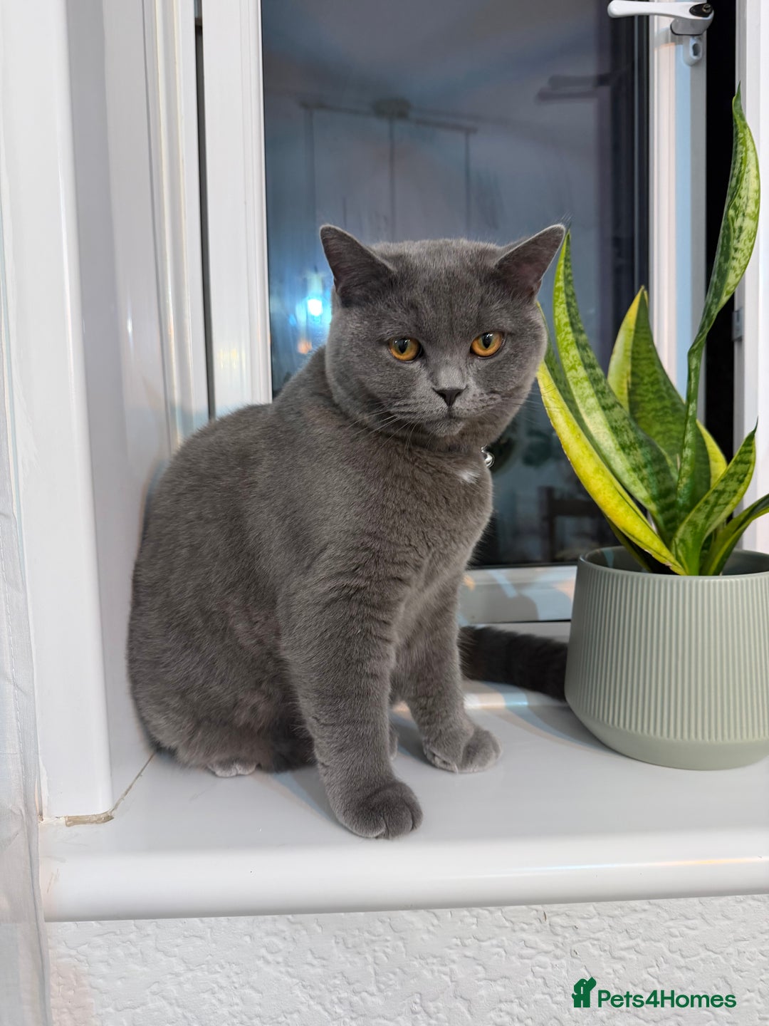 British Shorthair cats for sale: Beautiful British shorthair blue cat  - Advert 6
