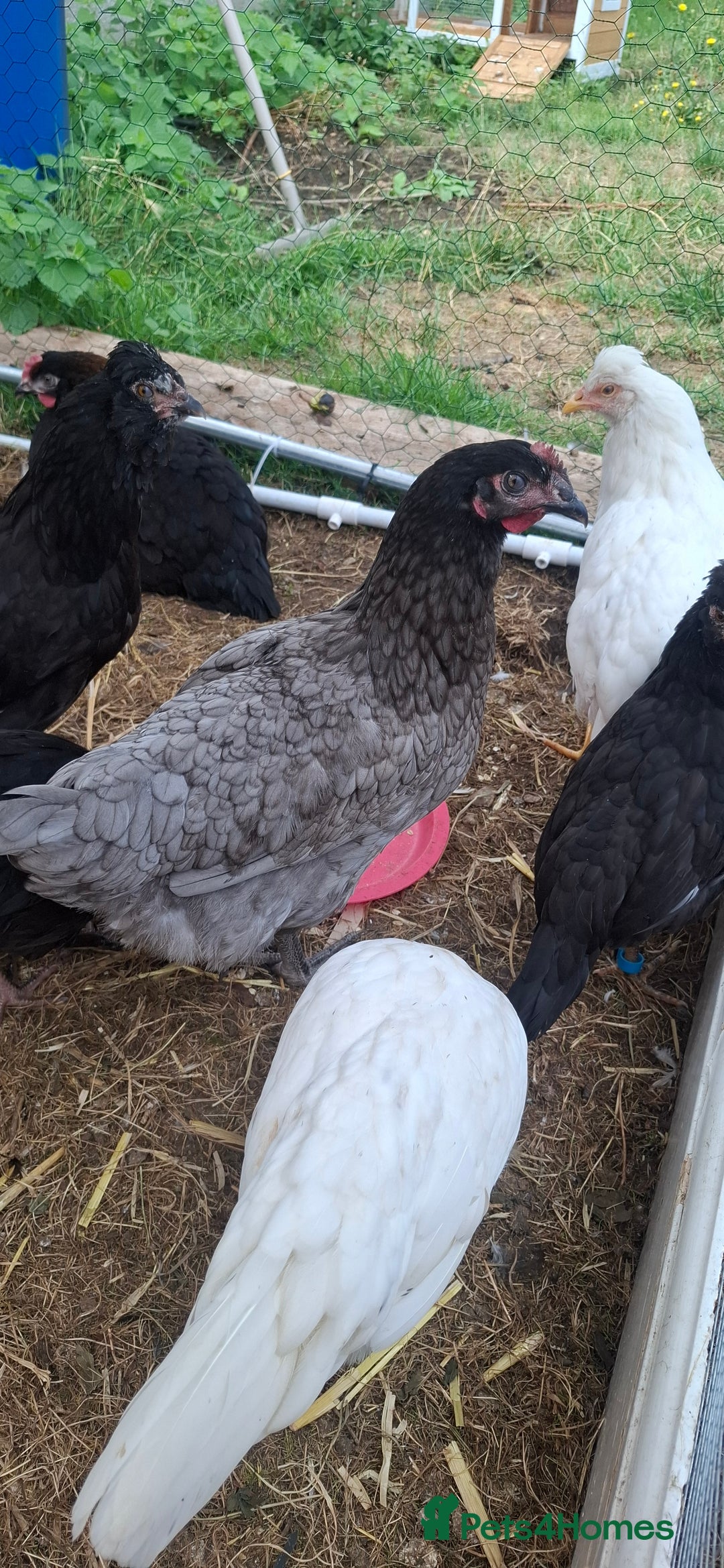 Chickens poultry for sale: Hens for sale point of lay, multiple breeds - Image 2