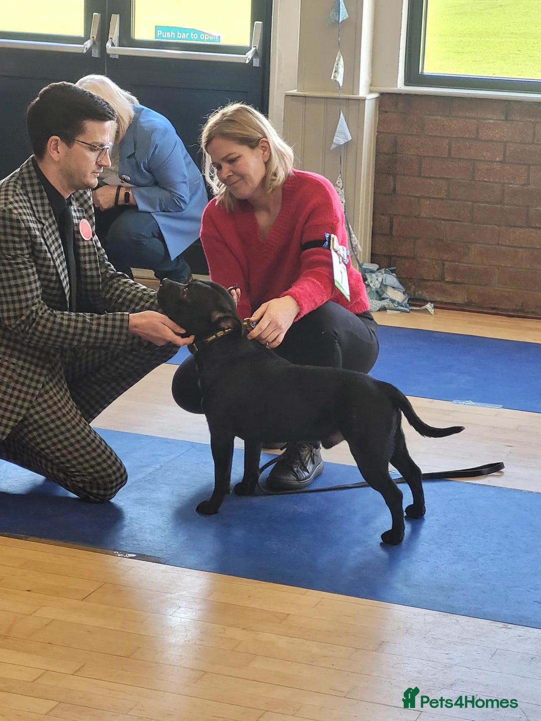 Staffordshire Bull Terrier dogs for sale: ✨️Outstanding SBT puppies✨️ - Advert 14