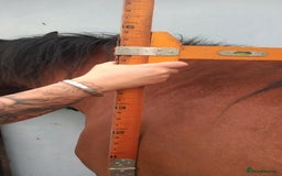 Irish Cob horses for sale: Beautiful bay mare Tilly  - Image 4