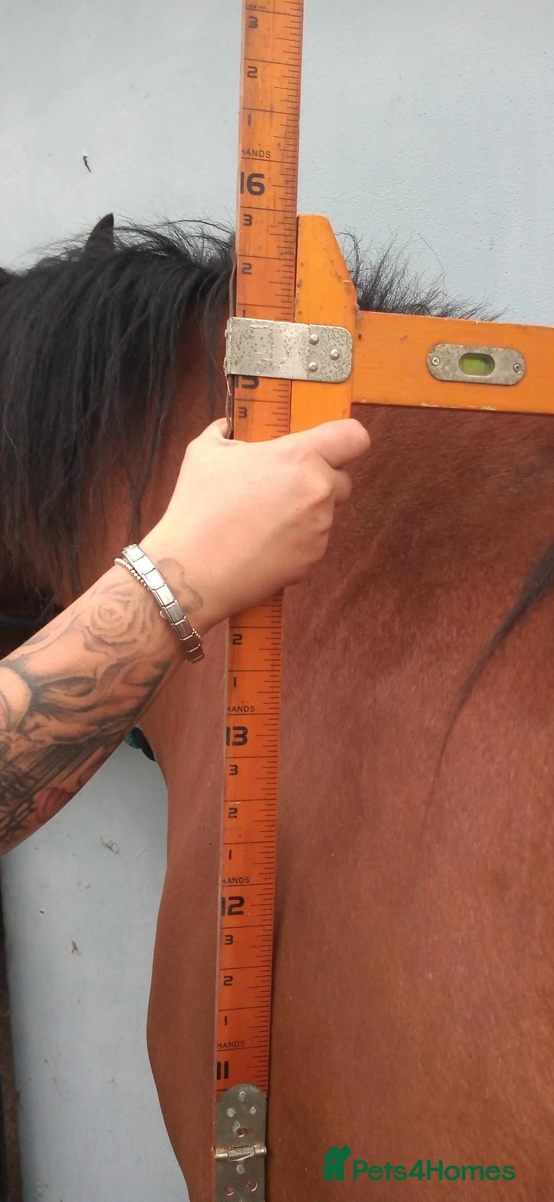 Irish Cob horses for sale: Beautiful bay mare Tilly  - Image 4