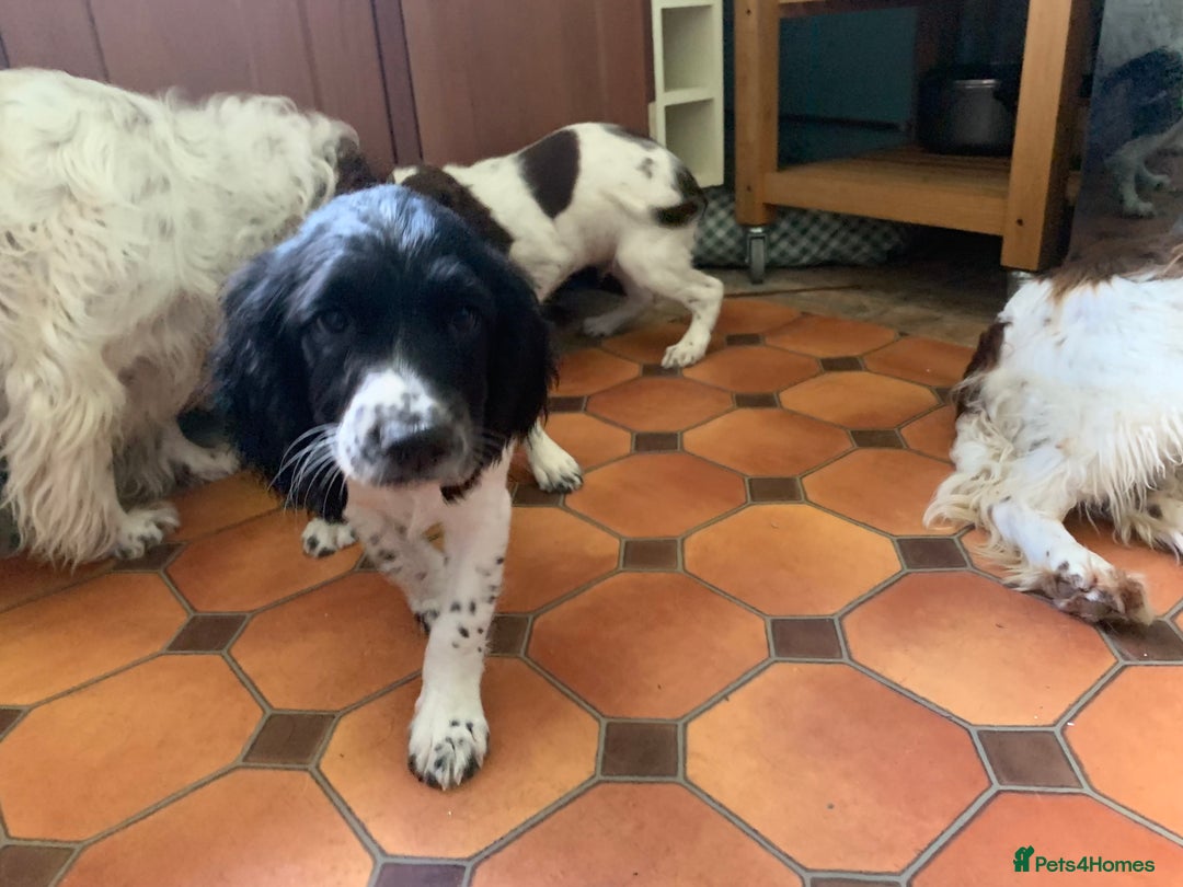 English Springer Spaniel dogs for sale: Ethically Bred  - Image 10