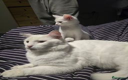 Mixed Breed cats for sale: Male Kitten Looking for His Forever Home 🏡 - Image 3