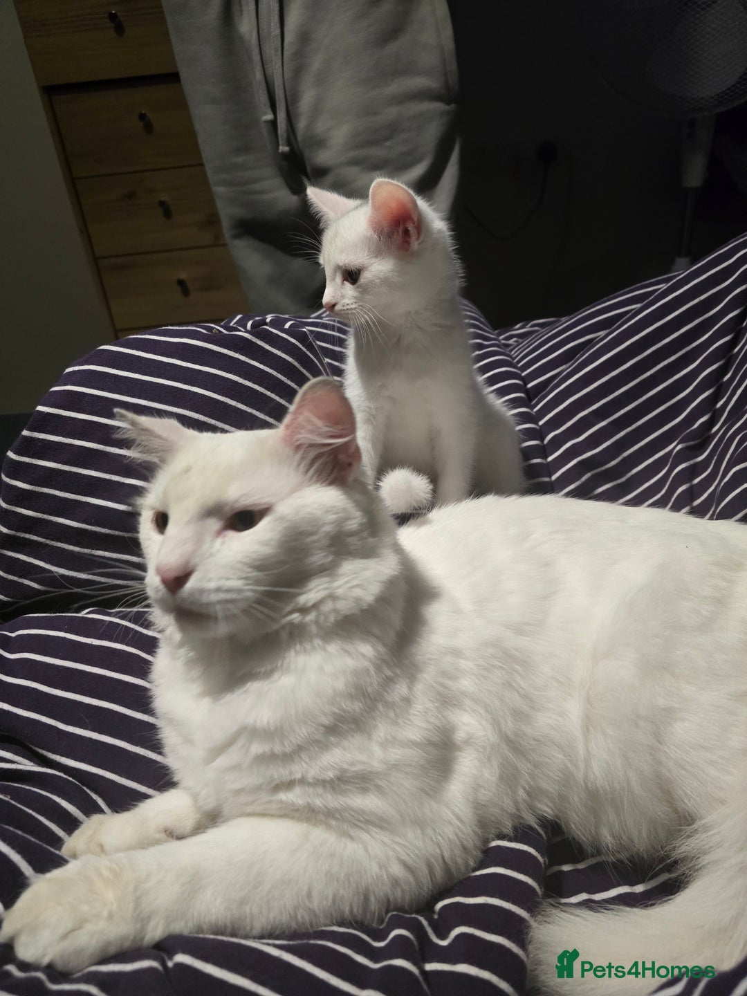Mixed Breed cats for sale: Male Kitten Looking for His Forever Home 🏡 - Image 3
