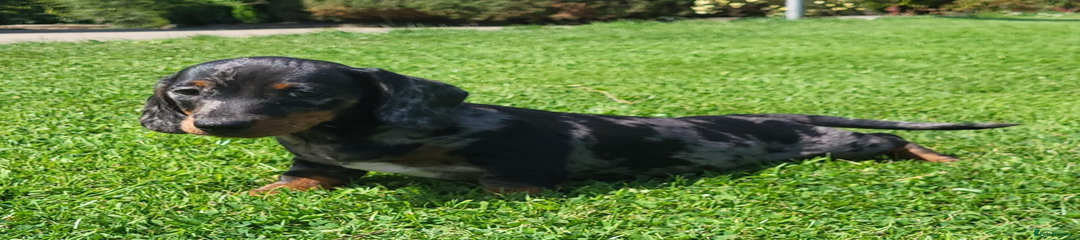 Miniature Dachshund Puppy 1
