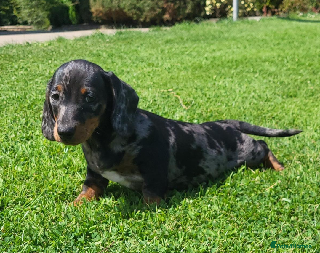 Miniature Dachshund dogs for sale: Adorable Miniature Dachshund Pups  - Image 8
