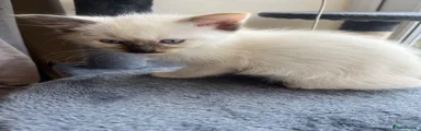 Ragdoll 2