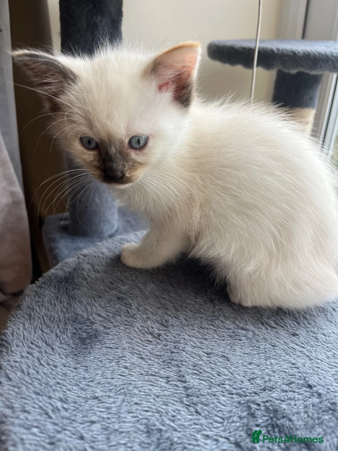 Ragdoll cats for sale: Ragdoll kittens  - Advert 5