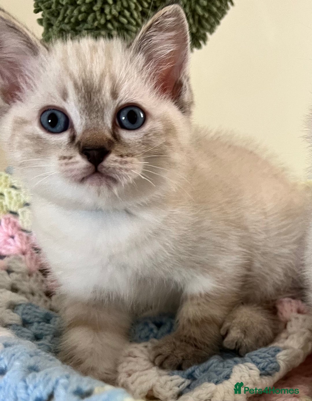 Ragdoll cats for sale: Pure Ragdoll Boys – Raised with Mum in Family Home - Image 20
