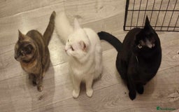 Turkish Van cats for sale: Cosmo Male white cat - Image 6