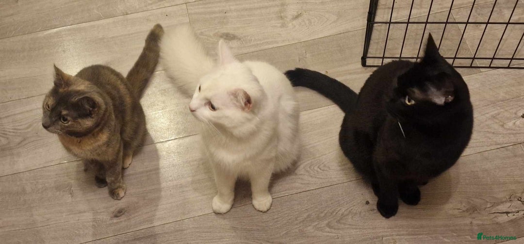 Turkish Van cats for sale: Cosmo Male white cat - Image 6