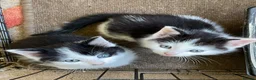 Mixed Breed cats for sale: Kittens - £30- Mid Wales/ Llanidloes  - Advert 4