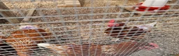 Chickens poultry for sale: LayingvChickens for sale  - Advert 6
