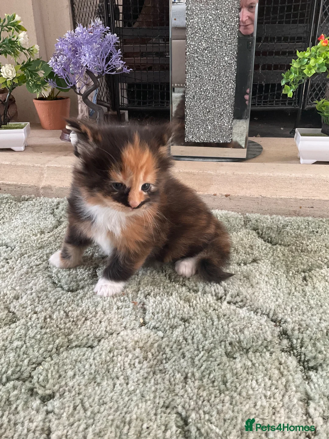 Maine Coon cats for sale: Maine Coon Kittens - Advert 2