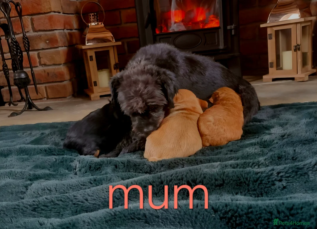 Mixed Breed dogs for sale: 🩷 3/4 poodle puppies 🩵 - Advert 15