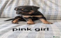 Mixed Breed dogs for sale: 7 stunning rottweiler puppies - Image 2