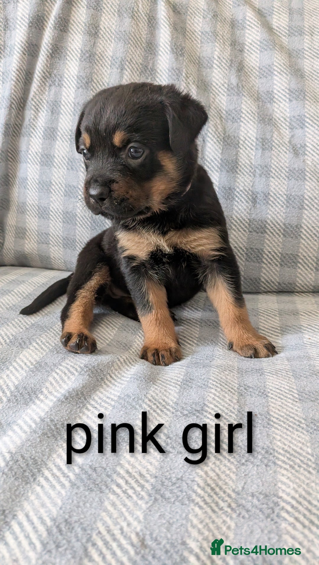 Mixed Breed dogs for sale: 7 stunning rottweiler puppies - Image 2