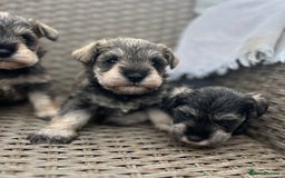 Miniature Schnauzer dogs for sale: Just 2 boys and girls available raised with love - Image 24