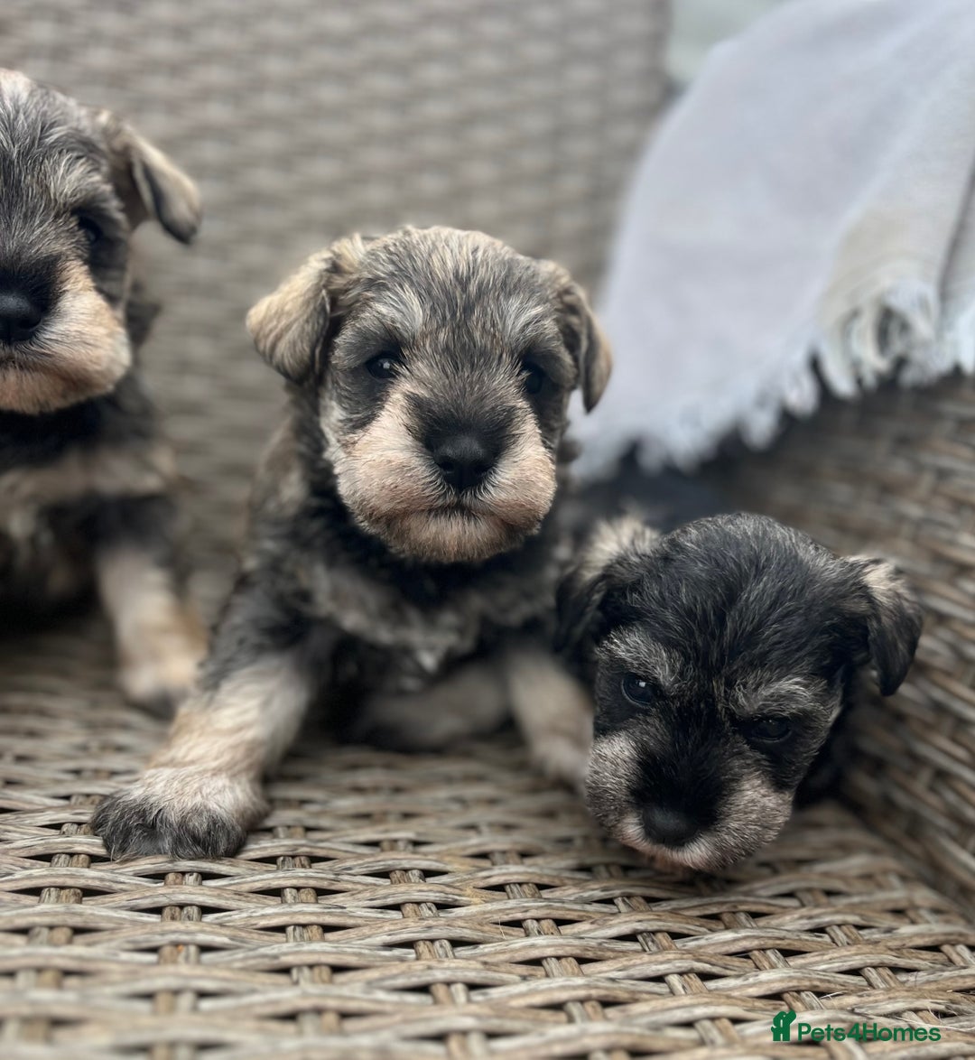 Miniature Schnauzer dogs for sale: Just 2 boys and girls available raised with love - Image 24