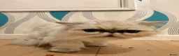 Persian cats for sale: White heaven chinchilla Persian female - Advert 1
