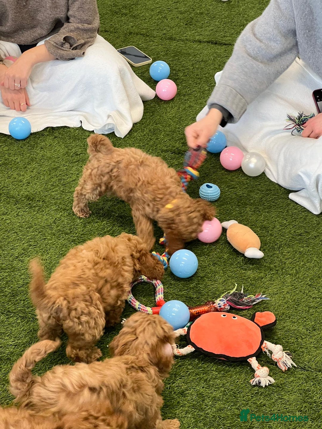 Cockapoo dogs for sale: F2 Cockerpoos Ready for their new homes. - Advert 18