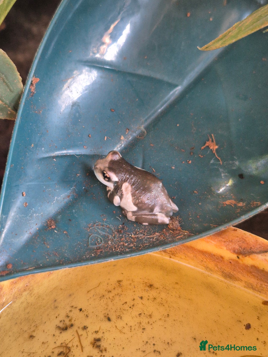 Frog reptiles for sale: Amazon milks Whites green darts - Advert 10