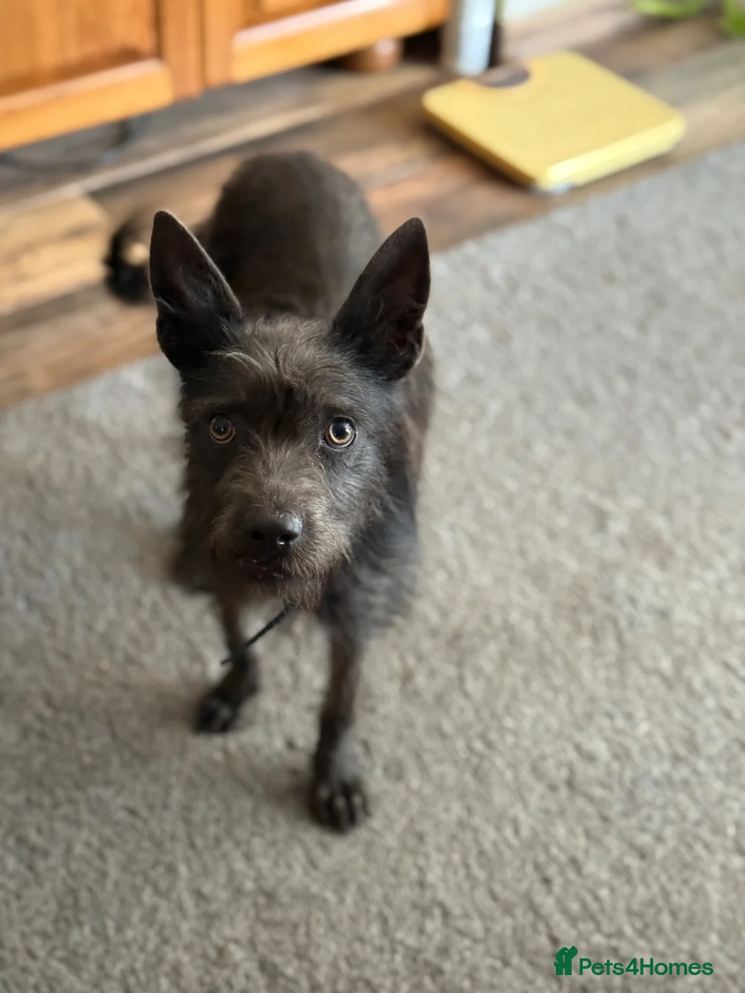 Mixed Breed dogs for adoption: Cute Mocha looking for LOVE  - Advert 2