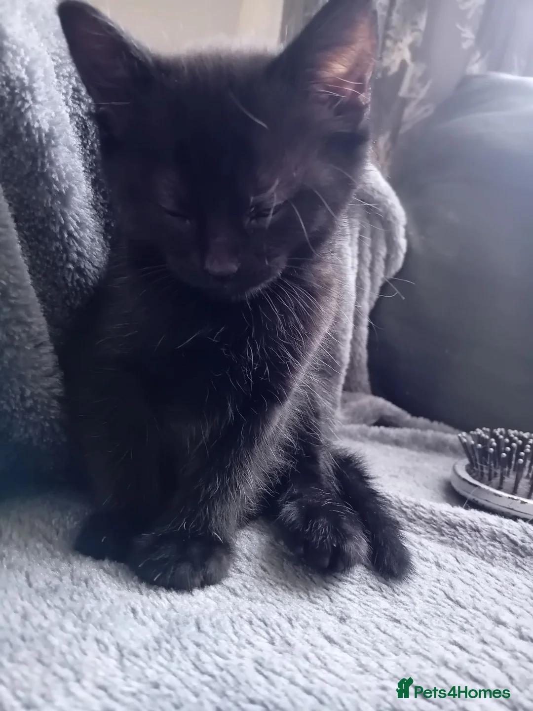 Mixed Breed cats for sale: 10 week old kittens looking for forever homes  in Newport - Advert 10
