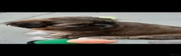 Shih Tzu dogs for sale: Shih-tzu puppy's for sale  - Advert 11