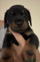 Mixed Breed dogs - Advert 15