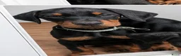 Dobermann dogs for sale: Ready now KC reg Beautiful doberman pups, 4 girls  - Advert 7