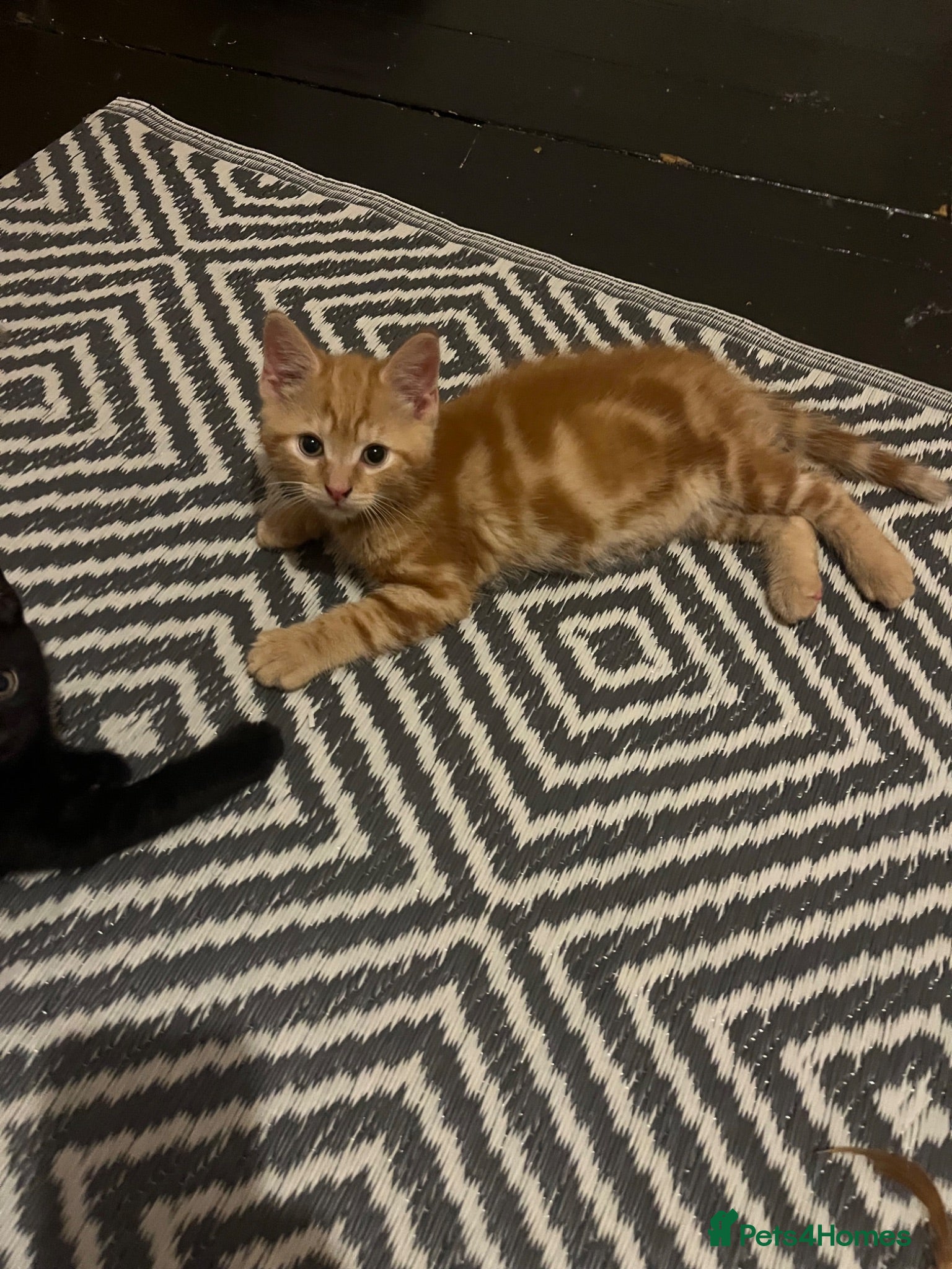 Mixed Breed cats 4 adorable kittens  - Advert 3