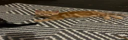 Mixed Breed cats for sale: 4 adorable kittens  - Advert 5