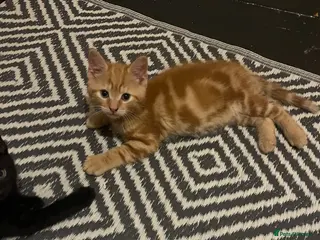 Mixed Breed cats 4 adorable kittens - Advert 3