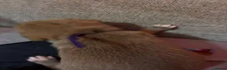 Jack Russell dogs for sale: Jack russel puppies to reserve - Advert 9