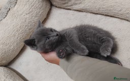 British Shorthair cats for sale: Fluffy playfull British sorthair kittens available - Image 7